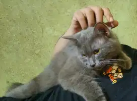 Kucing Persia / Anggora Sepasang