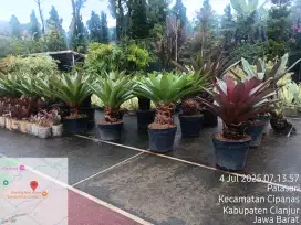 Tanaman Bromelia Gaint