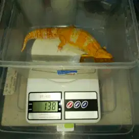 Gecko Giant 27 cm Up