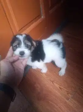 ANAK ANJING PUPPY SHITZU MIX MALTESE 2 BLN
