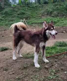 Anjing Alaskan Malamute Keturunan Thailand & Polandia