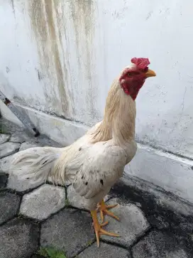 Dijual ayam plucker bervideo