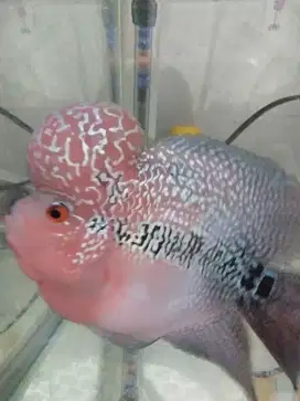 Ikan lohan srd ori Thailand super jenong jantan size 4jari up