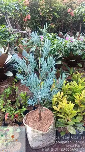 Jual Tanaman  Hias * untuk kebutuhan  proyek