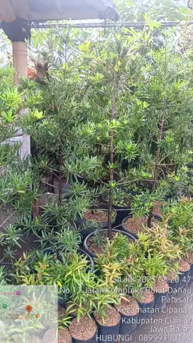 Jual Tanaman hias