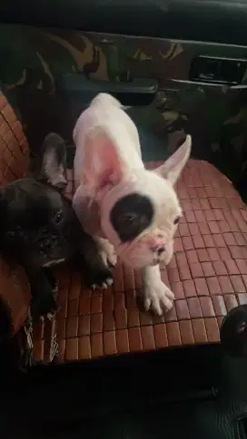 French Bulldog Stanbum