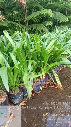 Tanaman Bakung Lele ( 5.000/ polybag )