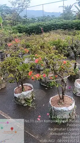 Jual Tanaman Bougenville