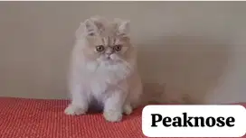 Kitten Peaknose