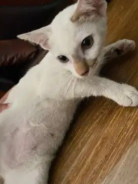 Ayo Adopsi Kucing Jinak, Sehat, dan Suka Cuddle