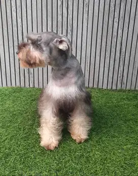 Miniature schnauzer jantan