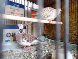 Tekukur Blorok Plangko Avatar x leopard Silver
