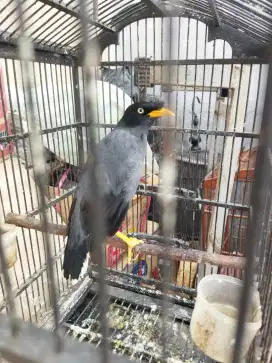 Burung Jalak Kebo