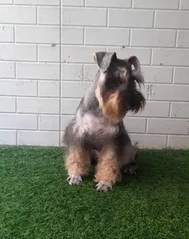 Pepper and salt miniature schnauzer