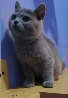 British short Hair (Bsh) pure blood Male