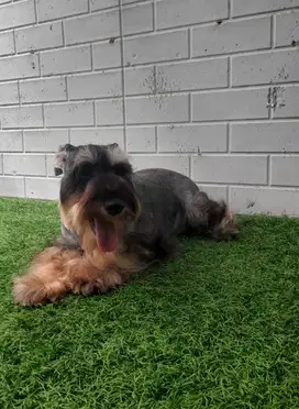 Remaja miniature schnauzer jantan