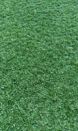 Rumput gajah mini murah
