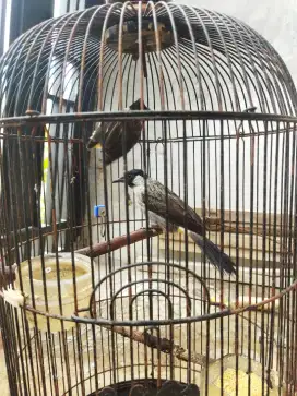Burung kutilang