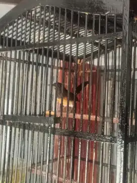 Murai Medan Anakan Trotol Jantan