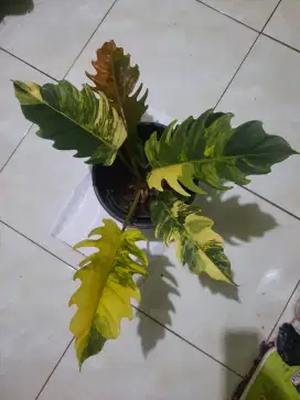 Jual ni pohon  caramel variegata  9 daun
