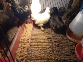 Ayam Hias Kate Dan BC