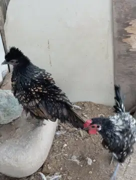 Ayam Hias Batik Walik Jambul