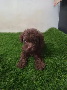 Poodle jantan warna choco
