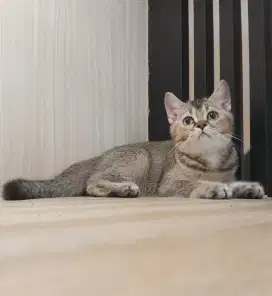 British short hair jantan