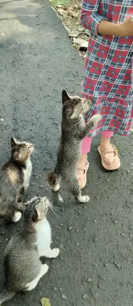 Gratis 3 anak kucing lucu yang berminat silakan bawa, depok kl Grogol