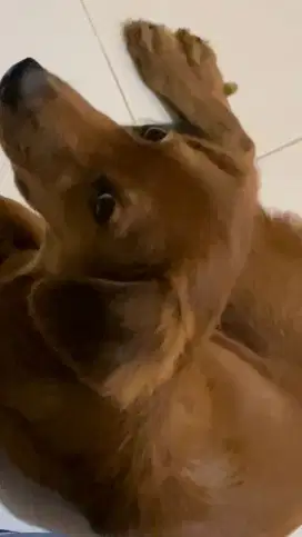jual anjing coklat