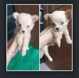 Jual sepasang maltipo puppies (2 ekor)