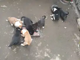 Dijual anak anjing kampung