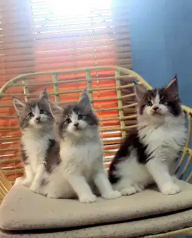 Mainecoon ped cfa#mainecoon