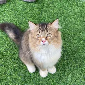 Kucing BSH mix ragdoll lynx