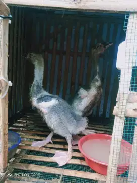 Dijual anak soang angsa sepasang usia 2 bulanan