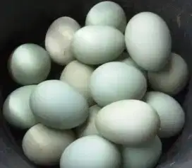 Telur Bebek Fresh