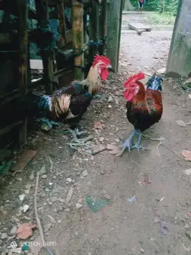 dijual ayam plung dewasa 2 ekor