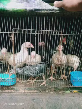 Jual anak ayam usia 2 bulan lebih ada 8 ekor sehat smua