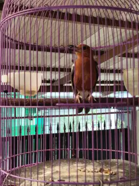 Jual burung anis merah/bata dewasa