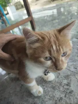 Kucing campuran dari anggora dan biasa umur kucing sudah 6 bulan