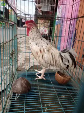 Ayam bekisar blorok