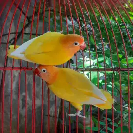 Lutino retina merah sepasang(jodohan)