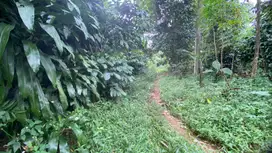Dijual Murah Tanah Kebun 4900 m2 Bisa Akses Mobil di Bojong Purwakarta