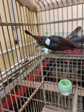 Cililin aktif Voer total barter panca warna betina
