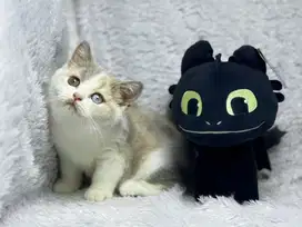 Kucing BSH Betina Odd Eye Ped WCF
