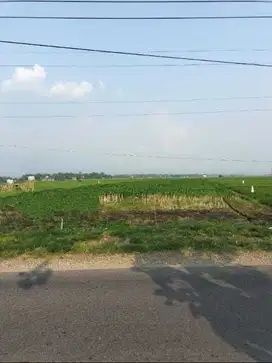 Dijual tanah ex sawah Poros Jalan Lokasi Mojowarno