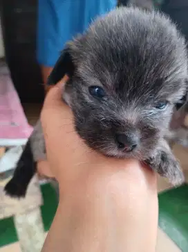 Shitzu mix pom mix peking