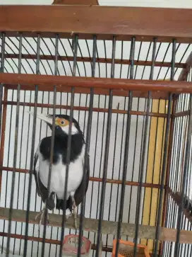 Burung Jalak Suren