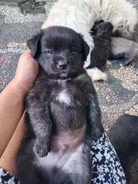 Anakan Anjing Mix