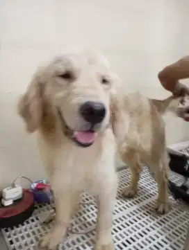 Golden Retriever Betina